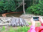 kayu-pembalakan-liar_20150430_114315.jpg