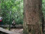 kayu-ulin-kalimantan_20150321_152943.jpg