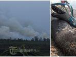 kebakaran-hutan-di-kaltim-dan-ular-piton-mati.jpg