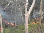kebakaran-hutan-di-kawasan-rehabilitasi-orangutan-kalimantan-timur_20160606_062849.jpg