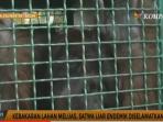kebakaran-hutan-meluas-satwa-liar-diselamatkan_20160823_164823.jpg