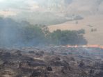 kebakaran-savana-tn-bromo-tengger-semeru-berhasil-dikendalikan_20180907_121920.jpg