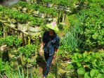 kebon-strobery-mr-dede-bandung_20160304_160528.jpg