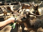 kebun-binatang-bandung-zoological-garden_20210729_150214.jpg