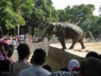 kebun-binatang-ragunan-diserbu-ribuan-wisatawan_20150720_215441.jpg
