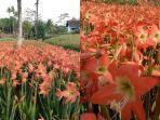 kebun-bunga-amarilis.jpg