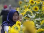 kebun-bunga-matahari-yogyakarta_20171002_152848.jpg