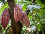 kebun-cokelat-nih3.jpg