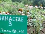 kebun-herbal-di-pegunungan-pacet_20161218_170711.jpg