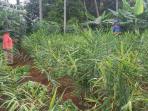 kebun-jahe_20161105_160656.jpg