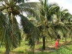 kebun-kelapa-varietas-pandan-wangi.jpg