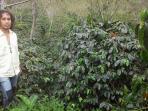 kebun-kopi-di-gayo_20151029_163707.jpg