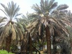 kebun-kurma-di-madinah_20150830_204937.jpg