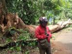 kebun-raya-pohon-tumbang-bogor_20150114_170208.jpg