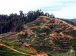 kebun-sawit-dari-hutan.jpg