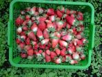 kebun-stroberi_20160528_132438.jpg