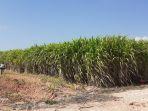 kebun-tebu.jpg