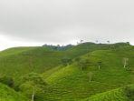 kebun-teh-di-kawasan-kemuning-tawangmangu-karanganyar-jawa-tengah.jpg