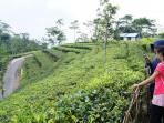 kebun-teh-samigaluh_20150806_175040.jpg