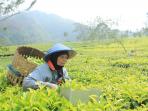 kebun-teh-tambi_20151125_111541.jpg