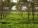 kebun-teh.jpg