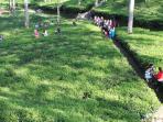 kebun-teh_20150903_081703.jpg