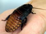 kecoak-madagaskar_20170809_025049.jpg