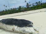 kedua-ikan-paus-mati-terdampar-di-pantai-di-kabupaten-berau_20181107_121854.jpg