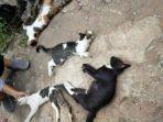 keempat-kucing-milik-warga-gunung-sari-ilir-kota-balikpapan-supojo.jpg