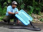keeper-ular-bandung-zoo-praktikan-cara-menangkap-kobra_20191217_201919.jpg