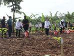 kegiatan-menanam-jagung-kedelai-dilaksanakan-di-kabupaten-purwakarta.jpg
