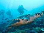 keindahan-bawah-laut-labuan-bajo_20160923_103146.jpg