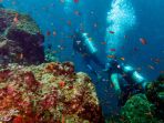 keindahan-terumbu-karang-bawah-laut-pulau-sabang_20170213_113931.jpg