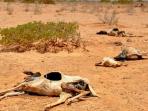 kekeringan-afrika_20161002_161117.jpg