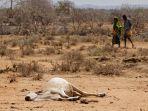 kekeringan-di-afrika.jpg
