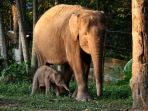 kelahiran-anak-gajah-sumatera-di-bktw-lembah-hijau_20220808_203010.jpg