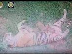 kelahiran-anak-harimau-sumatera.jpg
