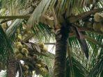 kelapa-hijau-di-desa-ciliang-kecamatan-parigi-kabupaten-pangandaran.jpg