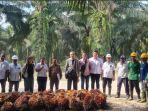 kelapa-sawit-ilegal-Dosen-Agribisnis.jpg