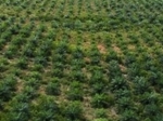 kelapa-sawit-kebun.jpg