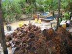 kelapa-sawit_20150313_191339.jpg