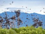 kelelawar-di-gampong-jawa-aceh_20160716_185245.jpg