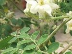 kelor-daun-KELOR.jpg