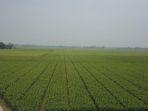 kementan-150120-1.jpg