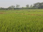 kementan-300120-1.jpg