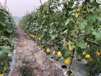 kementan-petani-kebun.jpg