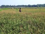 kementan-targetkan-produksi-padi-552-juta_20210913_192242.jpg