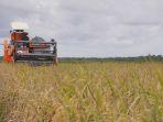 FAO: Lonjakan Produksi Beras Indonesia Tertinggi Kedua di Dunia, Pasar Global Tertekan