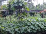 kemiri-sunan_20141126_153931.jpg