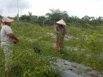 kemitraan-laj-dan-petani-hutan_20200925_024446.jpg